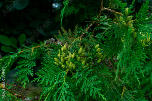 фотографія Close-up of Oriental arborvitae Platycladus orientalis showing flattened evergreen sprays and clusters of immature green seed cones covered with raindrops