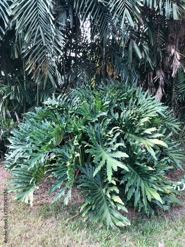 Фотография A broad clump of deeply cut philodendron foliage creates a lush garden mass, suitable for landscaping, resort planting, greenery, privacy, and outdoor design