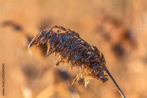 Leaf with sharp textures and shimmering dew drops sparkling in sun rays against green natural background, Macro photo, Animals, Nature - Еurope, Eastern Europe 