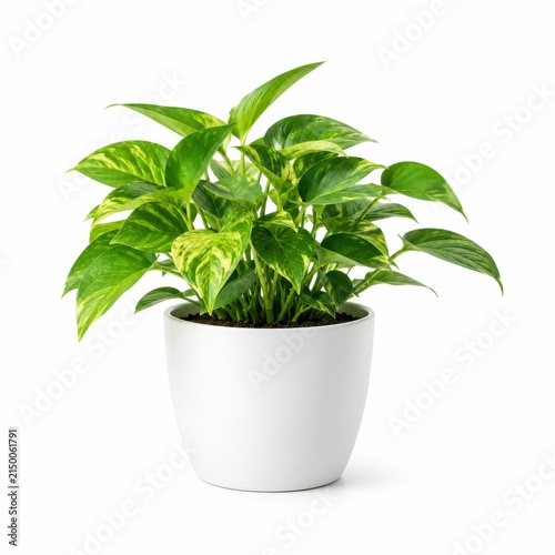 Lush Green Indoor Plant in White Pot Isolated on White Background