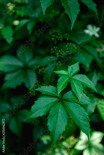 natural background of wild grape leaves with selective focus