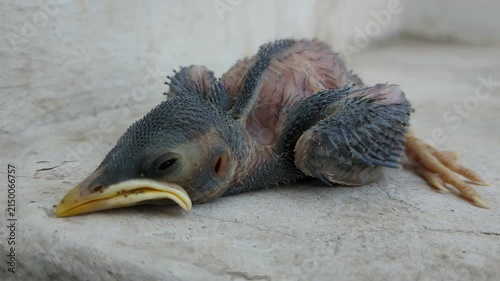 Baby Bird Chick