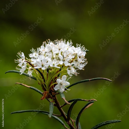 Marsh Labrador tea (Rhododendron tomentosum) in springtime.