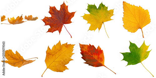 Cuadro en lienzo a captivating photograph of vibrant autumn leaves in various hues, including red, yellow, and green, isolated on black