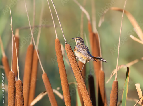 Obraz na płótnie Bluethroat / Luscinia svecica — juvenile/immature perched vertically on a cattai