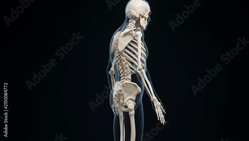 Human skeleton displayed against a pure dark clinical background, no flesh and no external human appearance, highly detailed bones and major skeletal joints