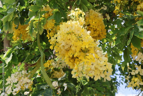 Foto Cassia fistula, Golden Shower Tree, Cassia fistula
