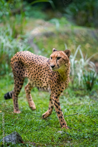 Canvas Print Cheetah standing on green grass and looking back over its shoulder, showing its distinctive spotted coat and elegant body in a naturalistic habitat