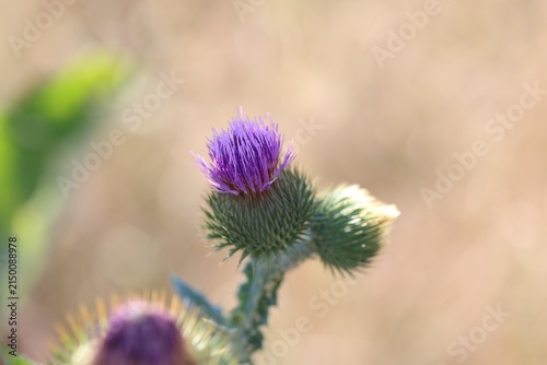 Foto Beautiful thistles plant growing against blurred background, closeup