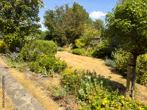Hampshire England UK. 01.08.2026. A sun-drenched garden path meanders through a variety of green plants and  parched lawn