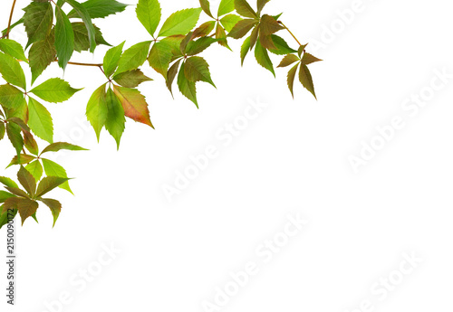 Fotografie Parthenocissus twig with green and red autumn leaves isolated on white or transp