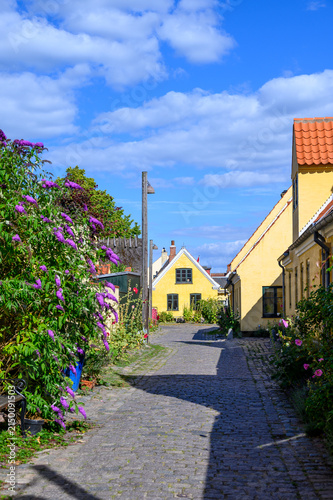 Sunny cobblestone alley with purple flowering bush in Dragör Denmark