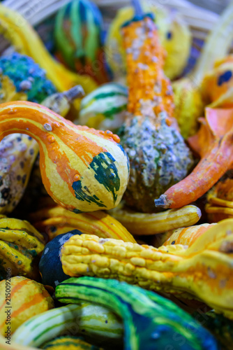 Colorful gourds in a basket displaying various shapes and patterns during autumn harvest season