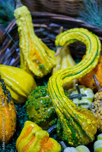 Colorful gourds arranged in a basket during a market in autumn season