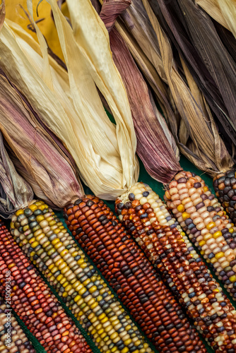 Colorful corn cobs arranged in a pattern with dried husks on top