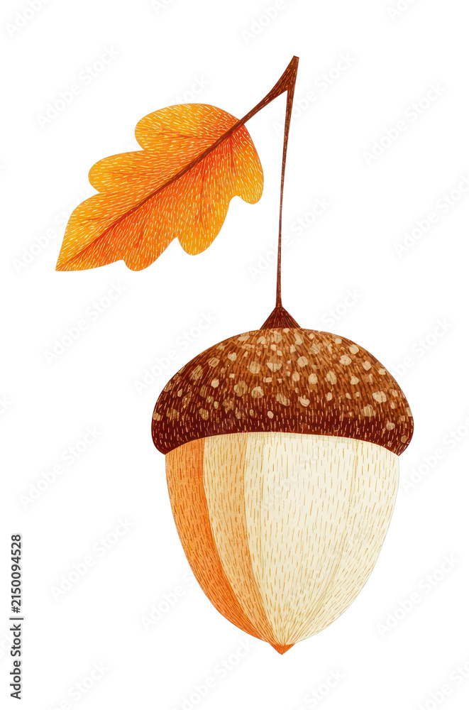 Obraz premium PNG Autumn acorn with orange leaf.