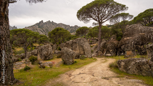 Принти на полотні Rocky Dirt Trail Through Stone Pine Forest With Mountain Peaks