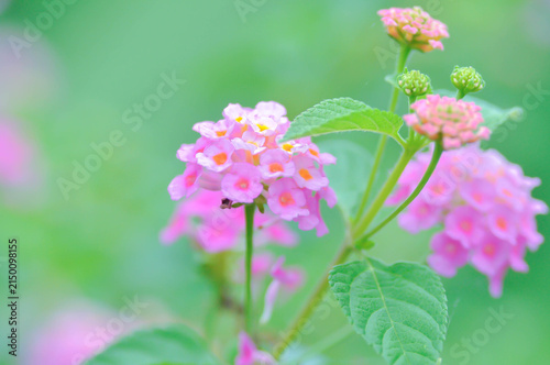 Fotografie Lantana camara L, Cloth of gold or Hedge flower or Lantana or Weeping lantana or