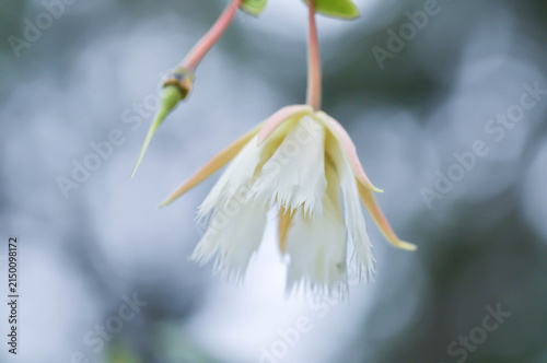 Fotografía Elaeocarpus grandiflorus Sm, Fairy petticoats or Lily of the valley or ELAEOCARP