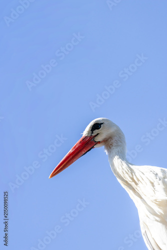 Cuadro en lienzo Adult white stork head and neck against blue sky