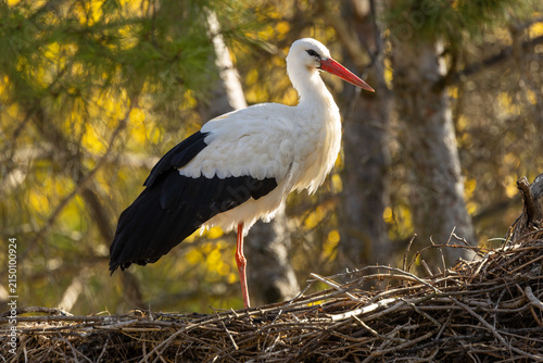 Fotografie Adult white stork standing on its stick nest
