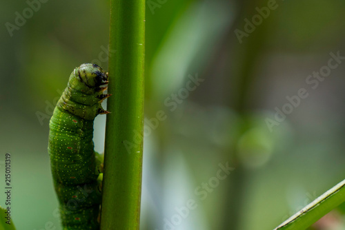 Foto Green caterpillar crawling up a plant stem in horizontal macro view with soft green copy space background