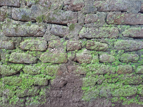 Old mossy brick wall texture background covered with green mos