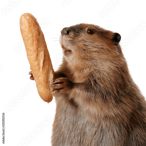 Cute beaver holding a baguette isolated on white background