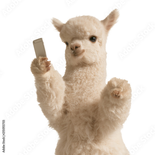 Cute alpaca holding a smartphone and raising one paw isolated on white background