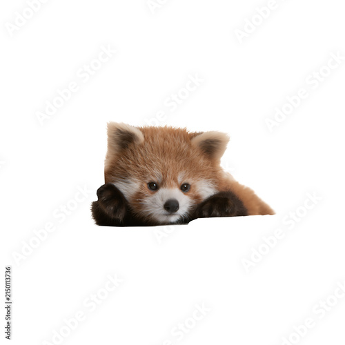 Cute red panda peeking over an edge isolated on white background