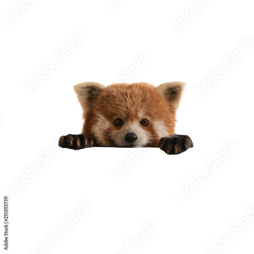 Cute red panda peeking over an edge isolated on white background
