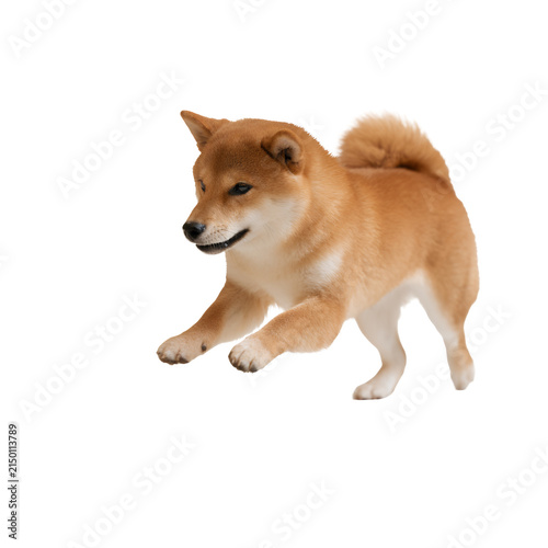 Playful shiba inu dog running isolated on white background