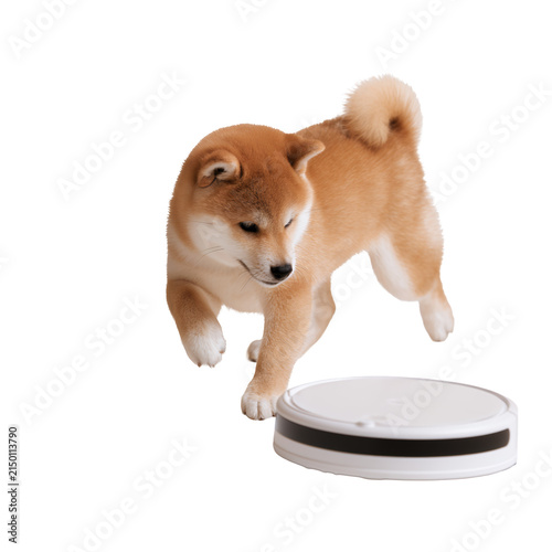 Playful shiba inu dog jumping over a robot vacuum cleaner isolated on white background