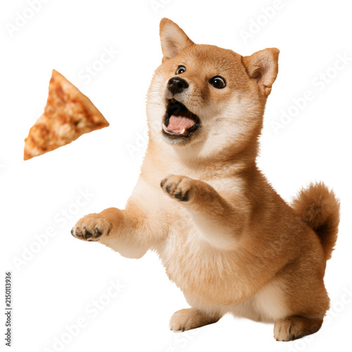 Excited shiba inu dog reaching for a flying pizza slice isolated on white background