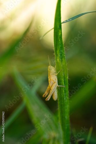 Cuadro en lienzo Macro Shot of a Grasshopper on a Green Stem