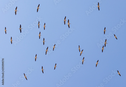 Cuadro en lienzo Large flock of Great White Pelicans migrating in blue sky