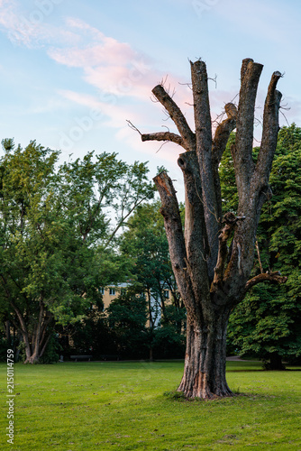 Pile of cut tree branches on the park lawn