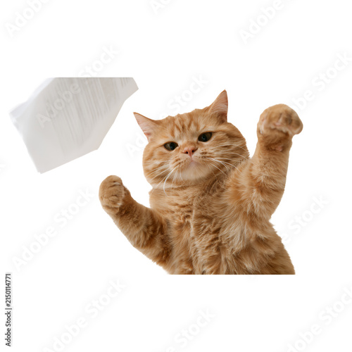 Playful orange cat reaching for a flying sheet of paper isolated on white background