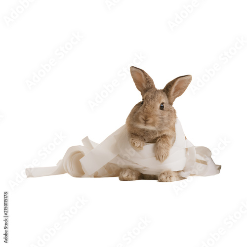 Cute rabbit wrapped in a white blanket isolated on white background