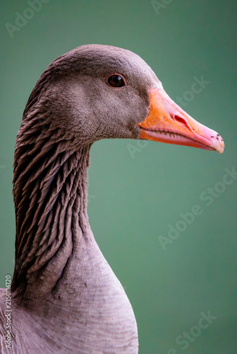 close up of a goose
