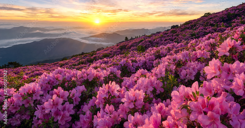 Obraz premium Scenic view of vibrant purple lavender field in bloom at sunset