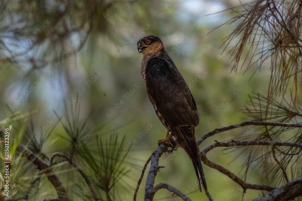 Fototapeta premium Juvenile Levant Sparrowhawk perched on a pine branch surrounded by pine needles and natural green foliage.
