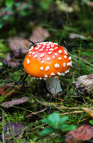 Mushroom with red cap and white spots grows in green forest ground in autumn