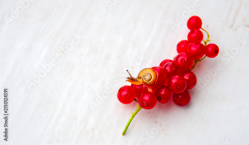 Snail crawling on bright red currants in a simple kitchen setting