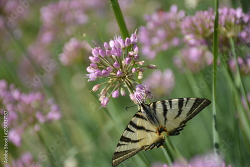 Принти на полотні A beautiful scarce swallowtail butterfly (Iphiclides podalirius)—with pale yello