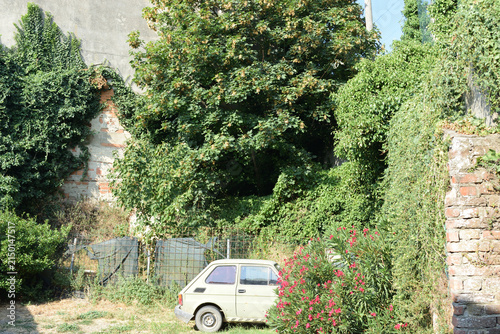 A wide outdoor shot featuring a classic cream-colored car parked beside vibrant pink flowering bushes, dense climbing vines, tall trees, and an old brick building wall on a sunny day.