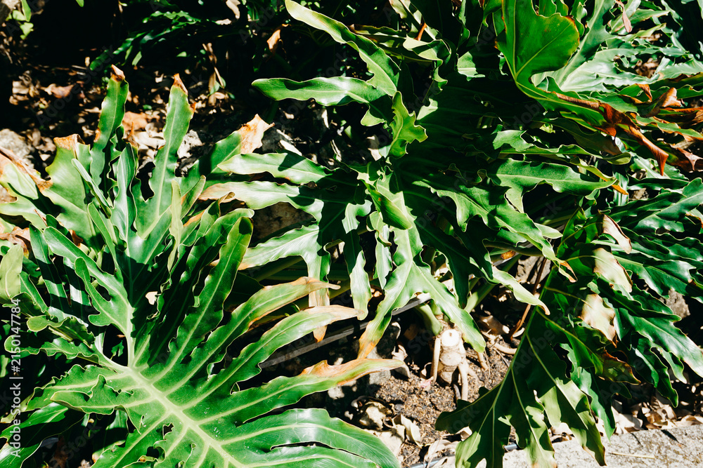 Fototapeta premium Vibrant green split leaves of a tropical monstera or philodendron plant growing outdoors in bright sunlight