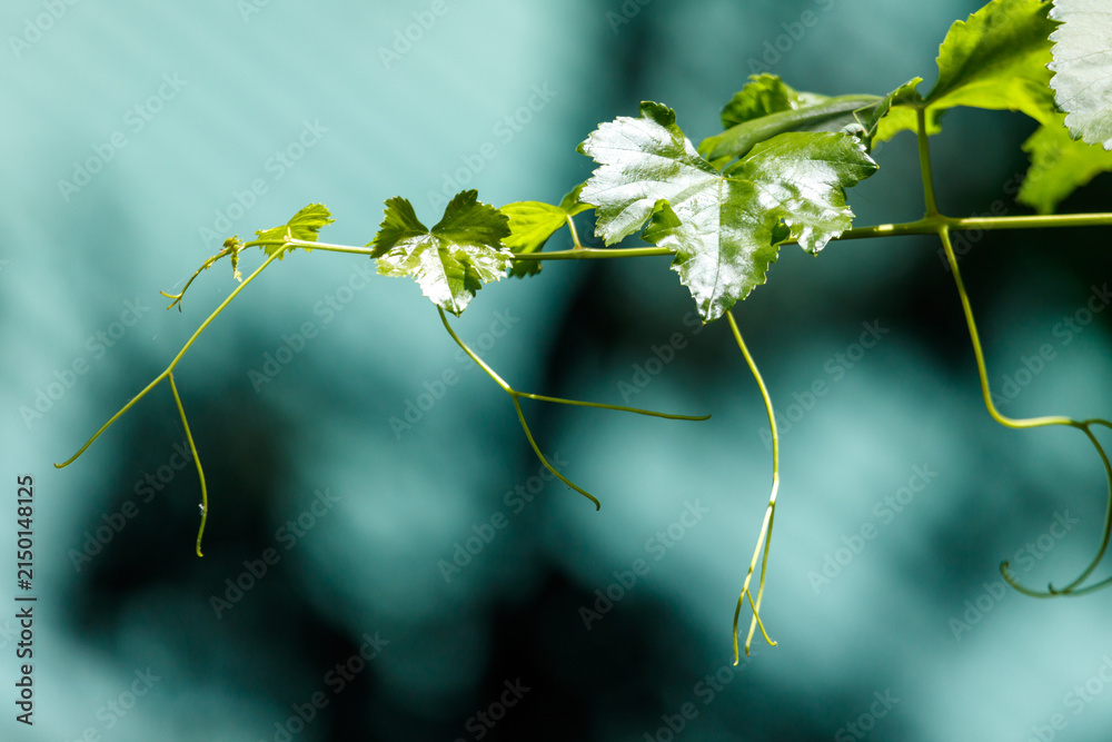 Obraz premium Delicate vine with young green leaves and tendrils