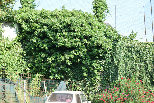 A wide outdoor shot featuring a classic cream-colored car parked beside vibrant pink flowering bushes, dense climbing vines, tall trees, and an old brick building wall on a sunny day.