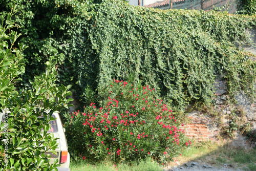 A wide outdoor shot featuring a classic cream-colored car parked beside vibrant pink flowering bushes, dense climbing vines, tall trees, and an old brick building wall on a sunny day.